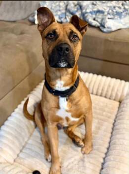 Alex -  Pit Bull Terrier Dog for Adoption in Indianapolis, Indiana - Alex | PetCurious