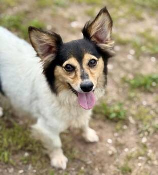 Oslo -  Parson Russell Terrier and Mixed Breed Dog for Adoption in Gwinn, Michigan - Oslo | PetCurious