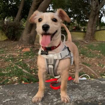Jack Russell Terrier Dogs Available for Adoption - Trigo | PetCurious