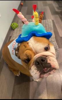 English Bulldog Dogs Available for Adoption in Jarrettsville, Maryland - Patton | PetCurious