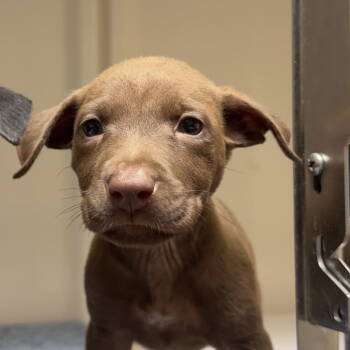 Rescue Terrier Dogs for Adoption in Dallas, Texas - Latte | PetCurious