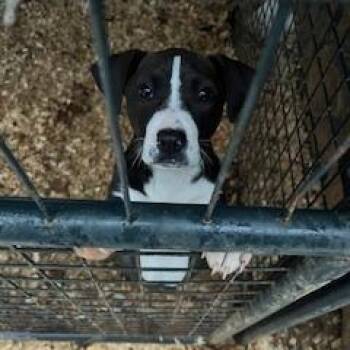 Mixed Breed Dogs Available for Adoption - Drake | PetCurious