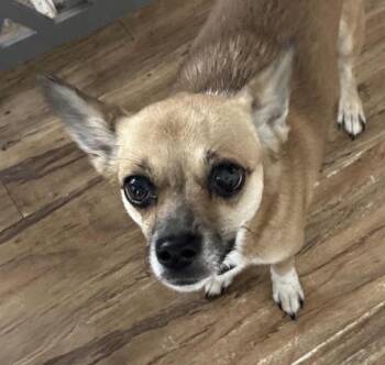 Danella -  Chihuahua Dog for Adoption in Cumming, Georgia - Danella | PetCurious