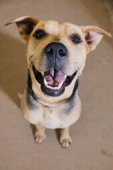 American Staffordshire Terrier Dogs Available for Adoption in Mico, Texas - Nipsey | PetCurious