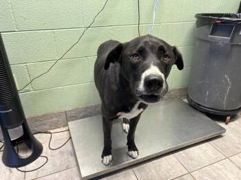 Rescue American Staffordshire Terrier and Mixed Breed Dogs for Adoption in Grand Prairie, Texas - PONGO | PetCurious