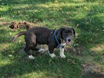Cricket - COMING SOON! fostered in Omaha -  Beagle and Basset Hound Dog for Adoption in Overland Park, Kansas - Cricket - COMING SOON! Fostered In Omaha | PetCurious
