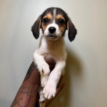 Mixed Breed Dogs Available for Adoption in Saint Charles, Missouri - Rudy | PetCurious
