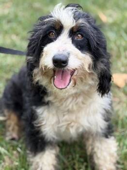 Magpie -  Bernese Mountain Dog and Poodle Dog for Adoption in Malvern, Pennsylvania - Magpie | PetCurious