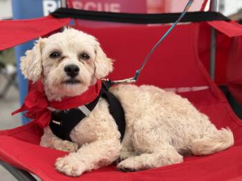 Rachel -  Bichon Frise Dog for Adoption - Rachel | PetCurious