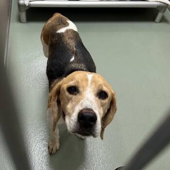 SVAS-Stray-39638 -  Beagle Dog for Adoption in Lyndhurst, Virginia - SVAS-Stray-39638 | PetCurious