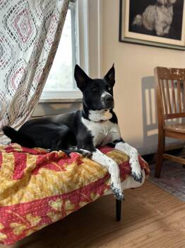 Rescue Border Collie and Husky Dogs for Adoption in New York, New York - Star | PetCurious