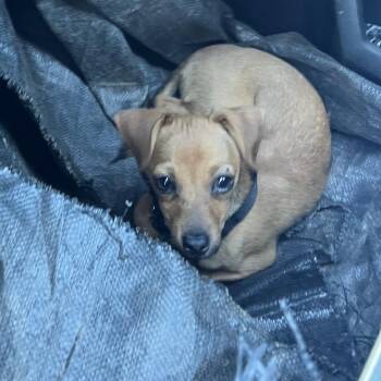 Miniature Dachshund Dogs Available for Adoption in Greensboro, North Carolina - Brownie Batter | PetCurious