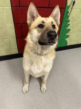 German Shepherd Dog Dogs Available for Adoption - NIKO | PetCurious