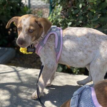Cheddar -  Cattle Dog and Terrier Dog for Adoption in Escondido, California - Cheddar | PetCurious