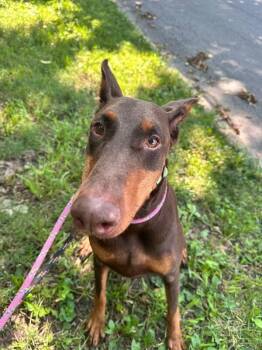 Bloom -  Doberman Pinscher and Mixed Breed Dog for Adoption in Cincinnati, Ohio - Bloom | PetCurious