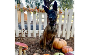 Rescue Belgian Shepherd Malinois Dogs for Adoption in Naperville, Illinois - Tilly | PetCurious