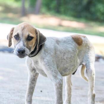 AJ Brown -  Mixed Breed Dog for Adoption in Groveland, Massachusetts - AJ Brown | PetCurious