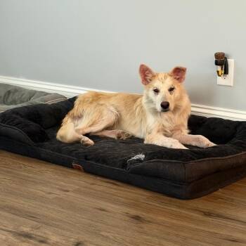 Portia -  Mixed Breed Dog for Adoption in Buffalo, Minnesota - Portia | PetCurious