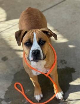 Rescue Pit Bull Terrier and Mixed Breed Dogs for Adoption in Tulsa, Oklahoma - CLEOPATRA | PetCurious