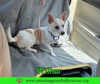 Chihuahua Dogs Available for Adoption in Pensacola, Florida - Wilbur | PetCurious
