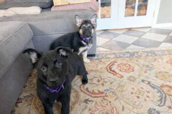 German Shepherd Dog Dogs Available for Adoption - West | PetCurious