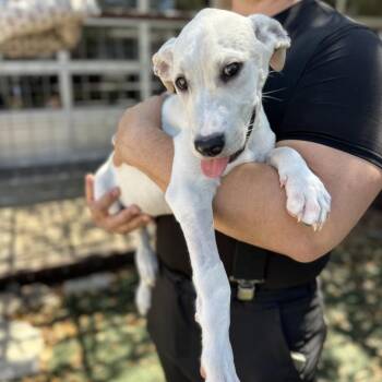 Anatolian Shepherd and Mixed Breed Dogs Available for Adoption - Great Smoky | PetCurious
