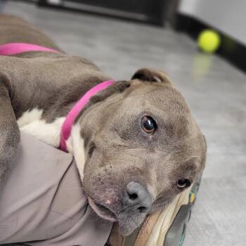 M.J. -  Mixed Breed Dog for Adoption in Boone, Iowa - M.J. | PetCurious