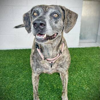 Oakley -  Mountain Cur Dog for Adoption in Englewood, Florida - Oakley | PetCurious