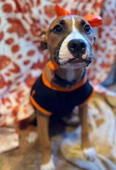 Cherry -  Boxer Dog for Adoption in Dunmore, Pennsylvania - Cherry | PetCurious