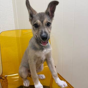Magic -  German Shepherd Dog and Norwegian Elkhound Dog for Adoption in Tulsa, Oklahoma - Magic | PetCurious