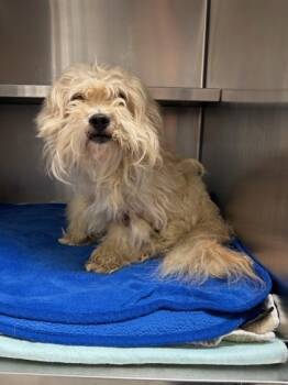 Rescue Terrier and Mixed Breed Dogs for Adoption in Carrollton, Texas - Tree Frog | PetCurious