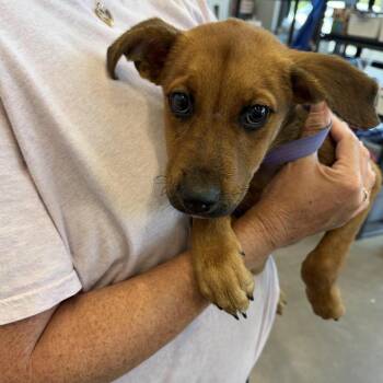 Scooby -  Terrier and Mixed Breed Dog for Adoption in Marshall, Texas - Scooby | PetCurious