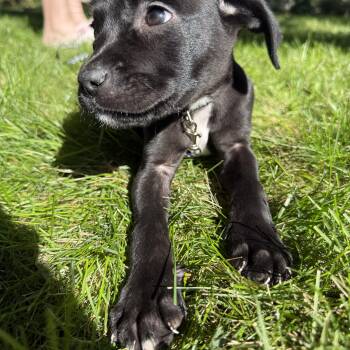 Ozzy -  Mixed Breed Dog for Adoption - Ozzy | PetCurious