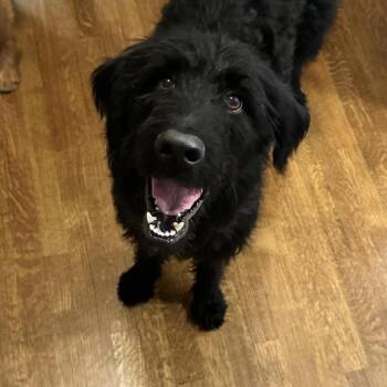 Standard Poodle and Labrador Retriever Dogs Available for Adoption - Vinny | PetCurious
