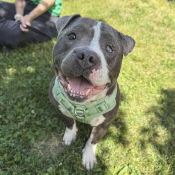 Tydel -  American Bully Dog Available for Adoption in Philadelphia, Pennsylvania - Tydel | PetCurious