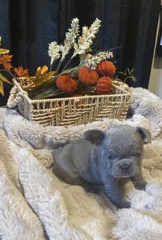 Serenity  -  French Bulldog Dog for Adoption in Bailey, Colorado - Serenity  | PetCurious