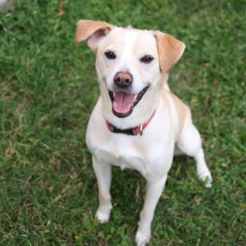 Max -  Retriever Dog for Adoption in Martinez, California - Max | PetCurious