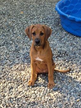 Rescue Boxer and Doberman Pinscher Dogs for Adoption in Woodinville, Washington - Patty | PetCurious