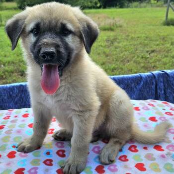 Frodo -  Shepherd and Mixed Breed Dog for Adoption in Pelham, New Hampshire - Frodo | PetCurious