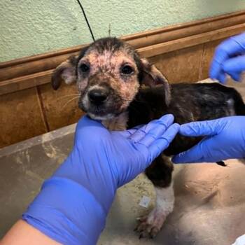 Mixed Breed and Labrador Retriever Dogs Available for Adoption in Pauls Valley, Oklahoma - Makenzyie | PetCurious