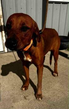 Rescue Hound Dogs for Adoption in Evansville, Indiana - Penig | PetCurious