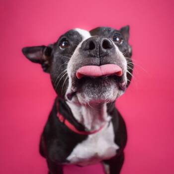 Lola -  Mixed Breed Dog for Adoption in West Palm Beach, Florida - Lola | PetCurious