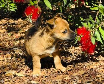 Stevie -  Mixed Breed Dog for Adoption in Penryn, California - Stevie | PetCurious