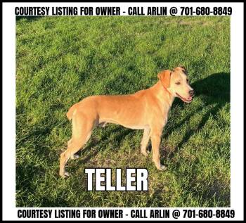Teller - COURTESY LISTING -  Mountain Cur Dog for Adoption in Valley City, North Dakota - Teller - COURTESY LISTING | PetCurious
