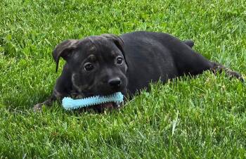Pit Bull Terrier and Boxer Dogs Available for Adoption in Russiaville, Indiana - Hazel | PetCurious