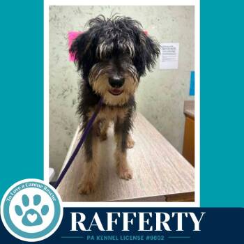 Rafferty 082926 -  Shepherd and Poodle Dog for Adoption in Kimberton, Pennsylvania - Rafferty 082926 | PetCurious