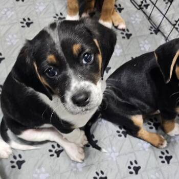 Rescue Beagle Dogs for Adoption in Myrtle Beach, South Carolina - Bonbon | PetCurious