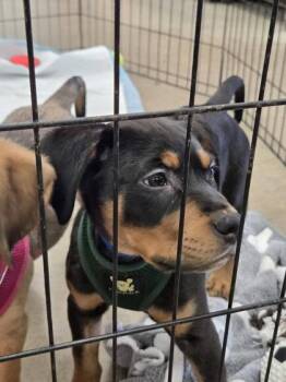 Osen -  Mixed Breed Dog for Adoption in Hobart, Indiana - Osen | PetCurious