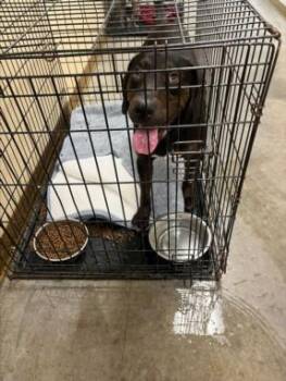 SCOOBY -  Pointer and Mixed Breed Dog for Adoption in Texas City, Texas - SCOOBY | PetCurious
