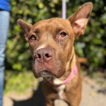 Da-lilah -  Pit Bull Terrier and Mixed Breed Dog for Adoption in Goleta, California - Da-lilah | PetCurious